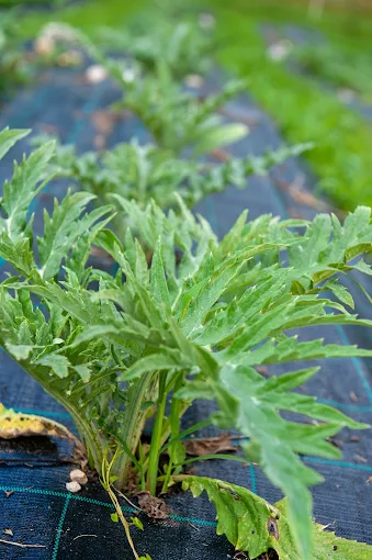 Fitoterapia a Sospirolo